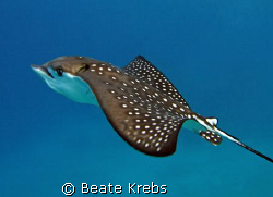 Eagle Ray at the end of our dive at the Housereef of ElQu... by Beate Krebs 